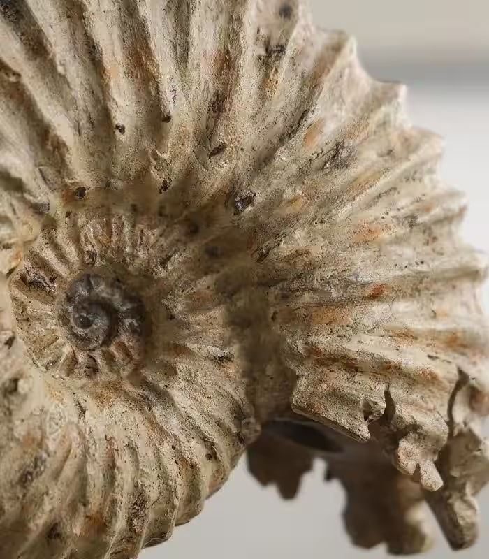 Nautila Decorative Fossil Sculpture | Sculptural Shell Object on Stand 29 cm / 11.4 in