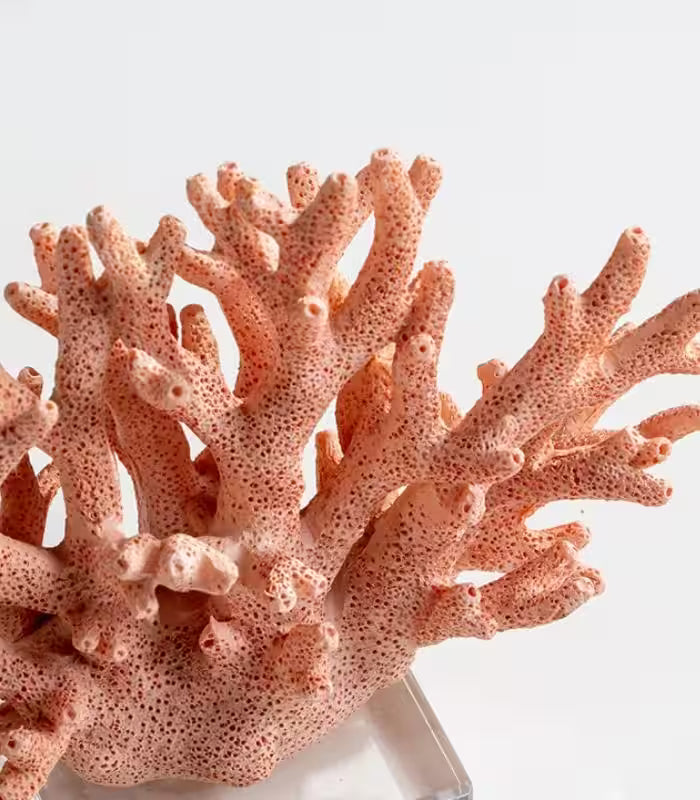 Palermo Decorative Resin Coral Sculpture – Coral Pink, Acrylic Display Base